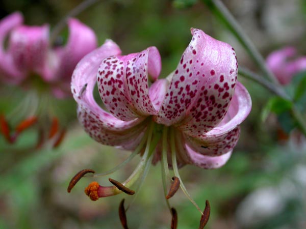 Lilium martagon - Gi#651EFB
